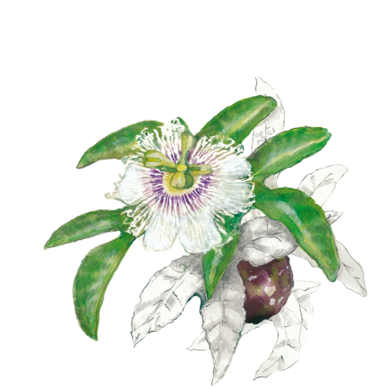 Forget trying to imitate Santa this Christmas; try some ‘biomimicry’ instead!