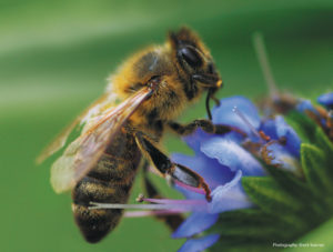 Picture This: The Secret Meaning of a Cosy Bar or a Busy Bee